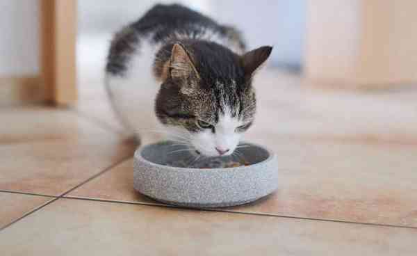 Katzennapf aus Granicium