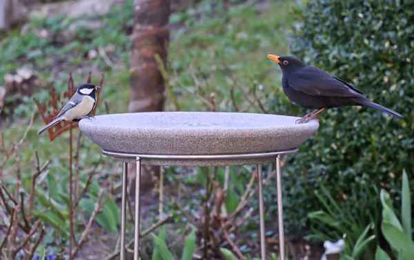 VOGELTRÄNKE aus Granicium mit Ständer