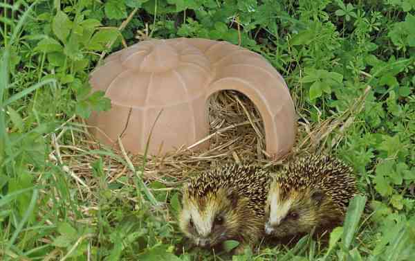 IGEL SCHNECKE